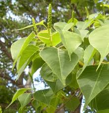 Image result for Sapium