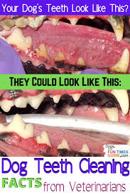 However, the truth is that dog teeth cleaning costs vary a ton depending on which veterinary clinics you visit and where you live. Dog Teeth Cleaning Facts From Veterinarians What It S Like How Much It Costs And How To Help Your Dog Recover Quickly Afterwards The First Time Dog Owner G Dog Teeth