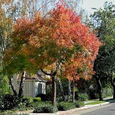 Image result for Acer buergerianum