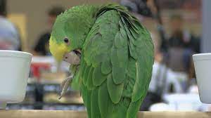 herps exotic animal show comes to wf on exotic pets wichita falls