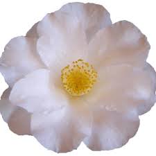 New zealand does not have an official national flower, but the silver fern (cyathea dealbata), which appears on army insignia and sporting team uniforms, is an unofficial national emblem. New Zealand National Camellia Show å¸å­ Facebook