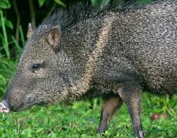 Select from 35655 printable crafts of cartoons, nature, animals, bible and many more. Species Profile Collared Peccary Pecari Tajacu Rainforest Alliance
