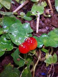 Image result for Geophila repens