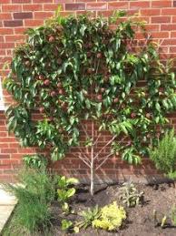 Buy malus domestica saturn apple tree sold online come with free uk mainland delivery and free 3 year warranty that is on a sliding scale. Southern Fruit Trees Supplying Fruit Trees Across The Uk