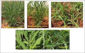 Image result for Eragrostis humidicola