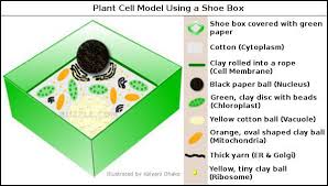 We did not find results for: Incredibly Creative Tips On How To Make A Plant Cell Model Cell Model Project Plant Cell Model Plant Cell Project
