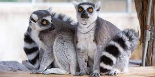 Ring Tailed Lemur Smithsonian S National Zoo