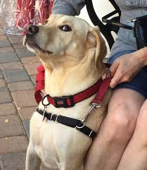 Known for its coffeehouses, this welcoming city is also good for excursions. 10 Unique Pet Friendly Day Trips In Georgia Tripswithpets Com