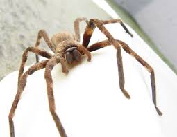 Sparassidae) are appropriately named because of their speed and agility when looking for prey. Huntsman Spider Wikipedia