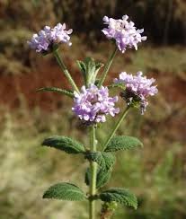 Image result for Lysimachia ruhmeriana