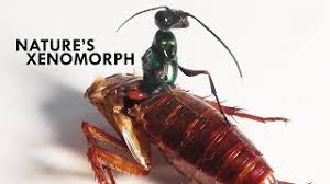 Our twin falls, idaho pest control expert have expierence working on bed bugs problems, treatments, extermination and more. Our Service Crazy Frog Pest Control Cute766
