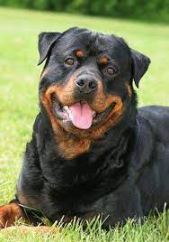 Rottweiler Dog Breed Information Rottweiler Dog Rottweiler Puppies Rottweiler Dog Breed