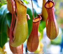 Insect Catching Plant Enchantress Carnivorous Bonsai Seeds 100 Etsy Bonsai Seeds Succulents Indoor Plants