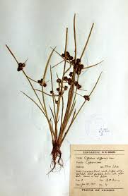 Image result for Cyperus difformis