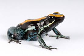 Image result for Fadogia gossweileri