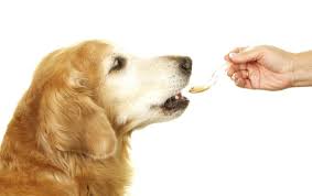 Additionally, the more advanced your dog's stage gets, the more dangerous it will be for him or. Senior Golden Retriever Being Given A Pill Diabetic Dog Dogs Diabetic Dog Food