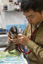 Taking Pangolin off the Menu