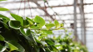 Your plant is most likely needing more humidity because the current air quality is dry. Here S How To Propagate Peperomias The Right Way