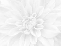 Water droplet inside of a lily. 3 195 843 Flower White Background Stock Photos Free Royalty Free Flower White Background Images Depositphotos