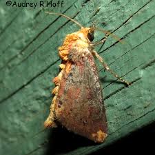 Image result for Antherotoma angustifolia