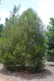 Image result for Callitris