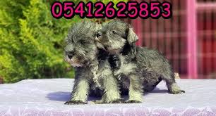 Schnauzer Koken Minyaturler