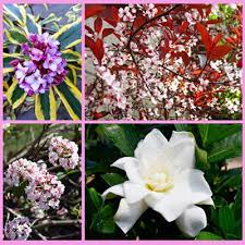 Maybe you would like to learn more about one of these? Best Fragrant Shrubs For Mountain Gardens Watters Garden Center Signals Az