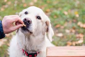 It contains chicken meat meal, chicken oil, eggs, beet pulp, prebiotic fos, prebiotic mos, which is essential for a growing baby. Your Guide To The Best Dog Food For Golden Retrievers K9 Web