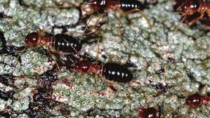 On average, a combined building and pest inspection will take between 60 and 90 minutes to complete. How Much Does Termite Inspection Cost Angi