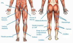 Choose from 500 different sets of flashcards about leg muscle names on quizlet. Understanding Basic Running Biomechanics Workout Names Tight Muscles Muscle Health