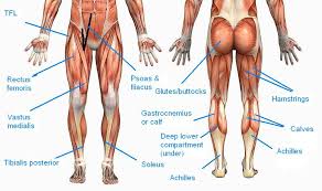 We did not find results for: Calves Muscles Name Https Encrypted Tbn0 Gstatic Com Images Q Tbn And9gct6bt69s X5bpumxmccq4eicmbuperrmf44h5hhxby Usqp Cau Pulling The Muscle Refers To Stretching The Calf Muscle Beyond Its Limit