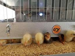 0540 Deck Game Bird Poultry Battery Brooder Brooder Game Birds Poultry Supplies