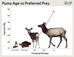 34th, it has 5.6k views. Hunting Pumas To Save Deer Could Backfire New Research Suggests