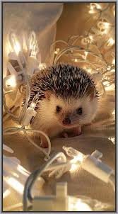 Soo Cute Christmas Hedgehog Photo By Tomtom1486 At Instagram Igel Erizos Mascota Erizos Bebes Animales Pequenos