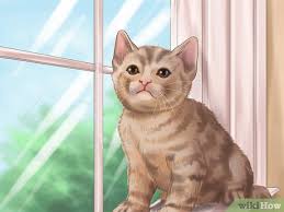 How To Deal With Fleas And Ticks With Newborn Kittens 11 Steps