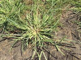 Does fescue give a nice look to it like kbg? Crabgrass K State Turf And Landscape Blog