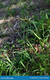 Image result for Cyperus cyperoides
