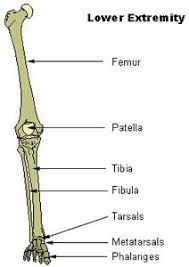 Parts of the body to label. Seer Training Appendicular Skeleton 126 Bones Human Skeleton Labeled Skeleton Labeled Lower Limb