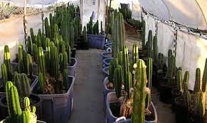 Vigorous, san pedro cactus can grow 12 in. Trichocereus Pachanoi San Pedro Cactus