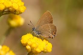 Image result for Satyrium flavum