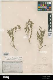 Image result for Tephrosia elata