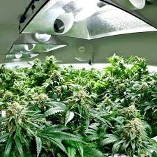 See full list on wikihow.com Hydroponic Cannabis A Guide On Hydroponic Grow Room Setup Olivastu