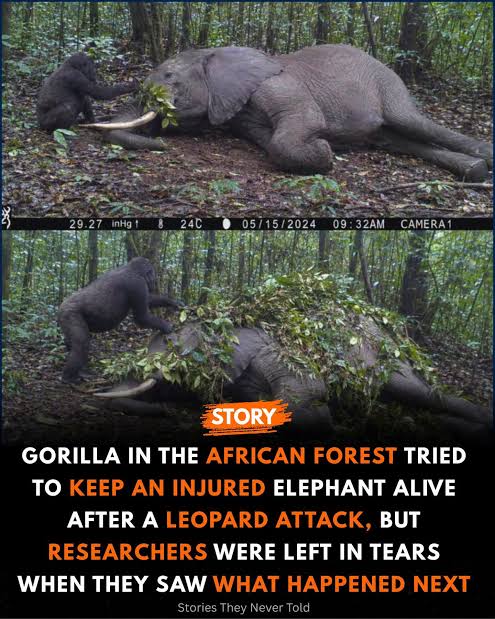 Gorilla tries to help injured elephant in African rainforest