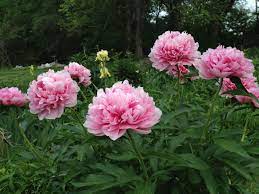pin van sally miller op peonies peonies peonies pioenrozen pioen