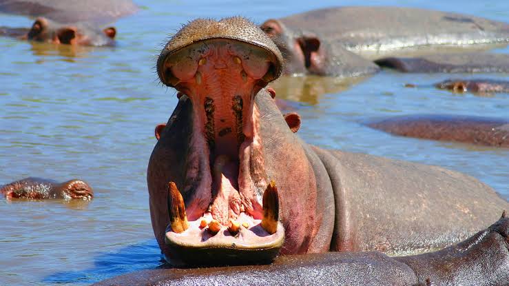 Lake Manyara National Park