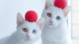 「オッドアイ」の画像検索結果