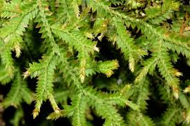 Image result for Selaginella mittenii
