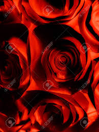 Find the perfect black flowers stock photos and editorial news pictures from getty images. Beautiful Abstract Color Pink And Red Flowers Graphic On Black Stock Photo Picture And Royalty Free Image Image 150061549