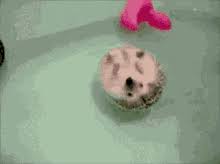 Let's start the steps one by one. Baby Hedgehog Bath Gifs Tenor