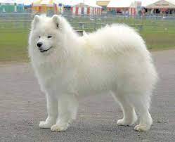 Dogs face in the sky clouds. Cehpartnership Org Fluffy Dogs White Dog Breeds White Fluffy Dog
